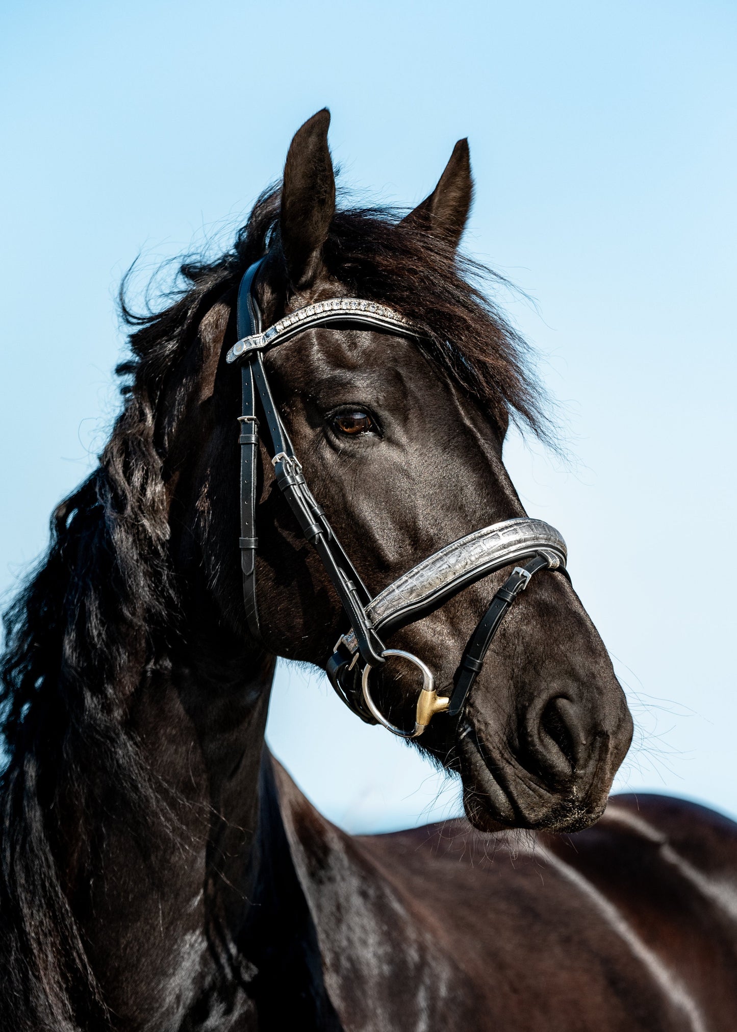 PLATINUM CROC Limited Collection Bridle