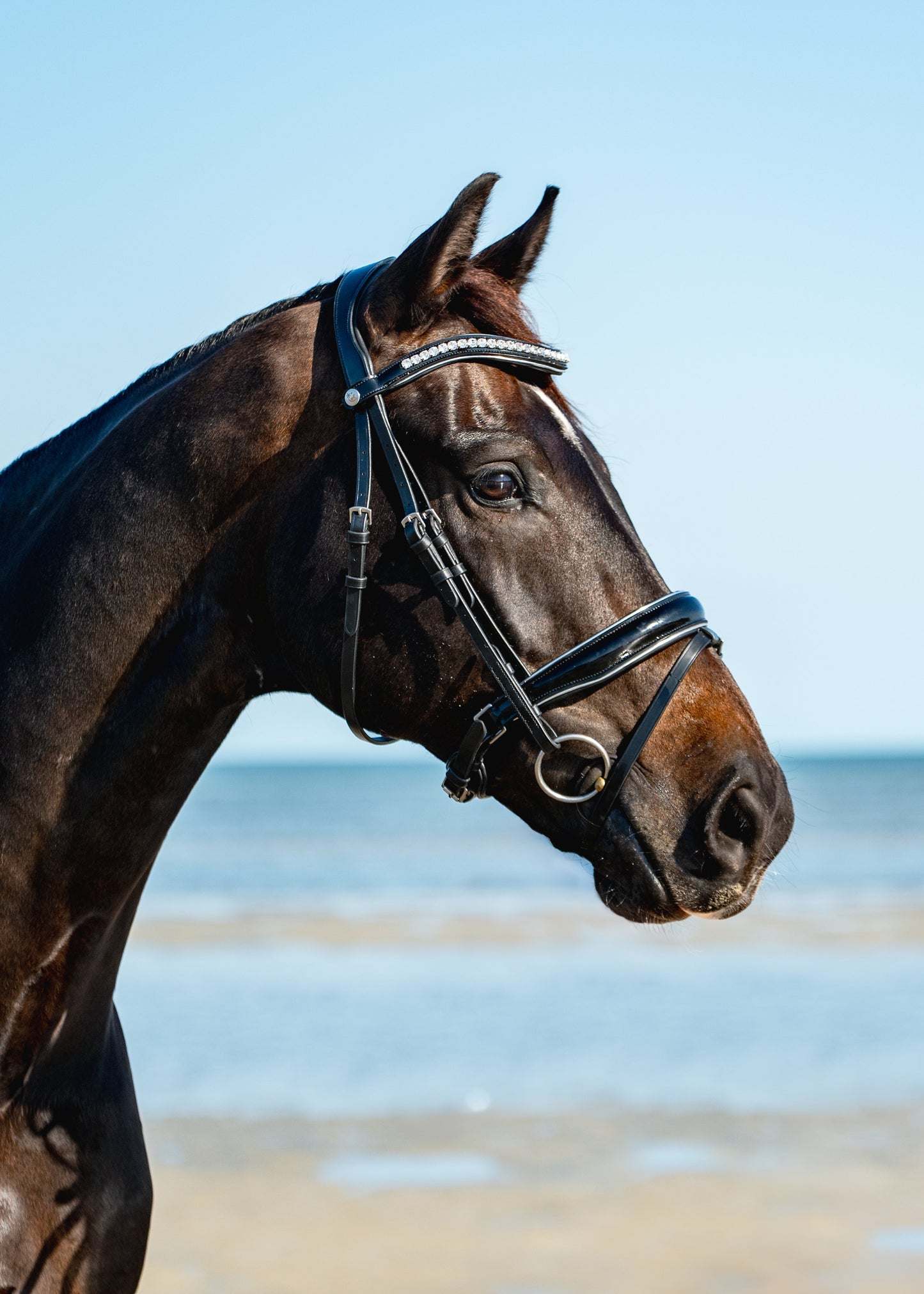 BLACK PATENT LEATHER + SILVER Signature Bridle