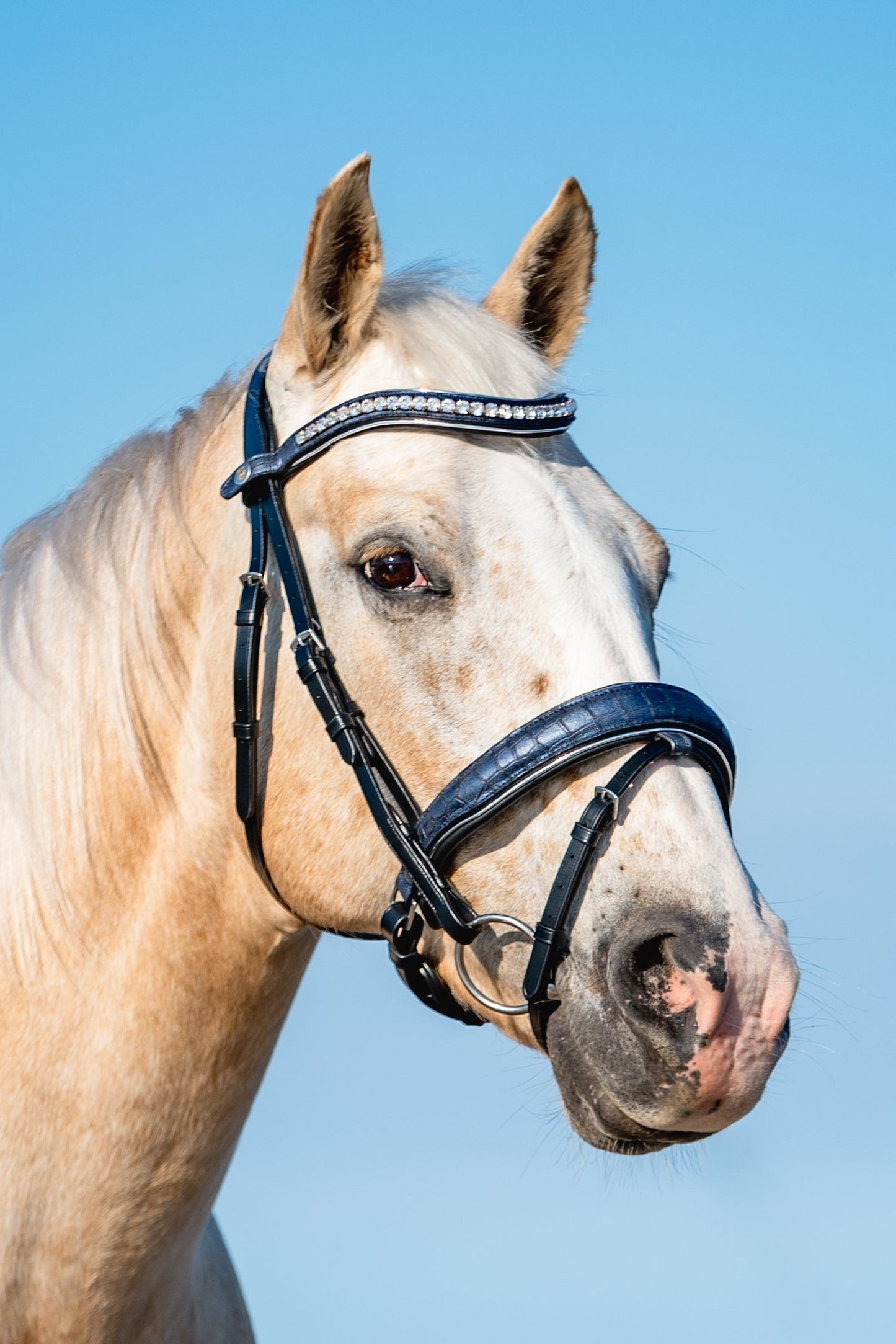 NAVY CROC Limited Collection Bridle - Black or Brown Leather