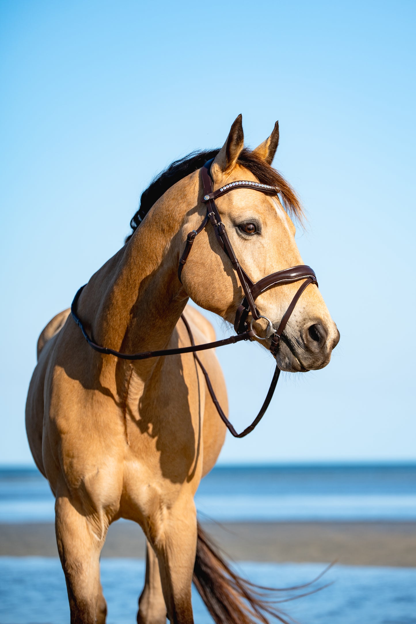 AURORA BOREALIS Crystal Bridle - Brown Leather