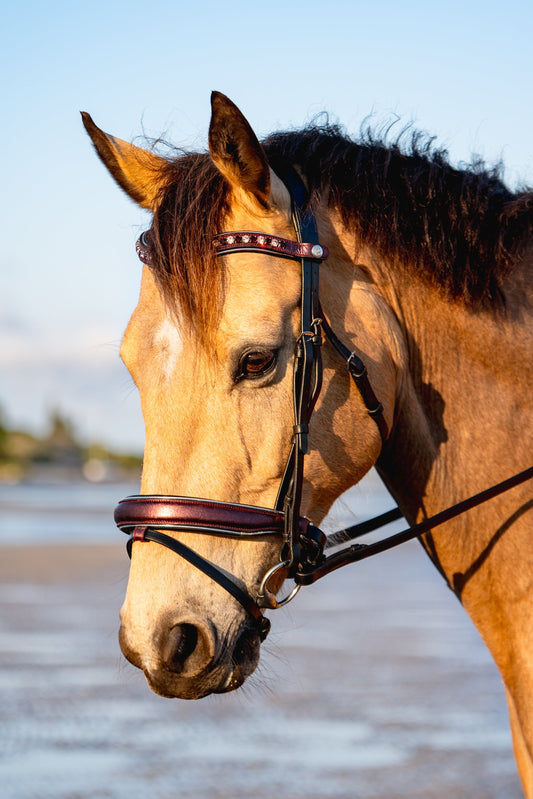 DESERT WILDFLOWERS Limited Collection Bridle