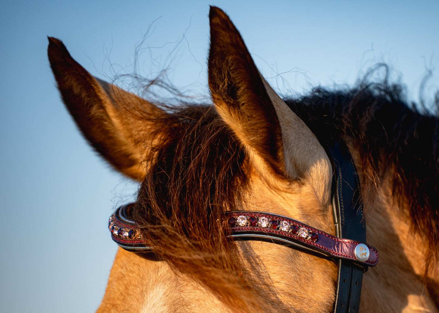 DESERT WILDFLOWERS Limited Collection Bridle